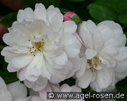 Blush Noisette kaufen, click for more details Blush Noisette