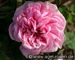 Enfant de France kaufen, click for more details Enfant de France