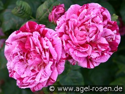 Ferdinand Pichard kaufen, click for more details Ferdinand Pichard