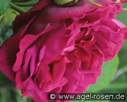 Gloire de Ducher kaufen, click for more details Gloire de Ducher