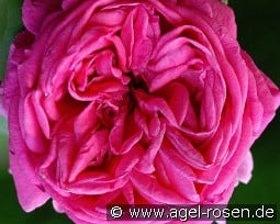 Mme. Scipion Cochet kaufen, click for more details Mme. Scipion Cochet