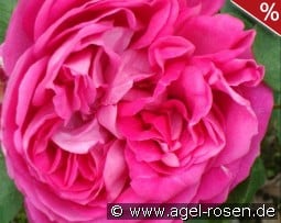 Paul Neyron kaufen, click for more details Paul Neyron