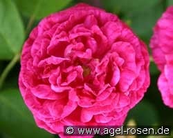 Paul Ricault kaufen, click for more details Paul Ricault