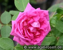 Prince Noir kaufen, click for more details Prince Noir