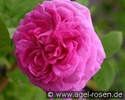 Reine des Violettes kaufen, click for more details Reine des Violettes