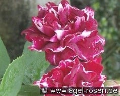 Roger Lambelin kaufen, click for more details Roger Lambelin