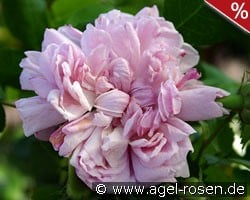 Sidonie kaufen, click for more details Sidonie