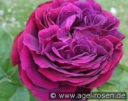 Souvenir d'Alphonse Lavallée kaufen, click for more details Souvenir d'Alphonse Lavallée