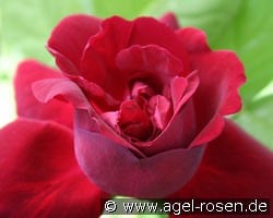 Souvenir du Dr. Jamain kaufen, click for more details Souvenir du Dr. Jamain