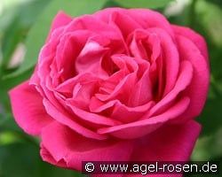 Tom Wood kaufen, click for more details Tom Wood