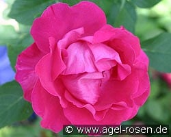 Ulrich Brunner Fils kaufen, click for more details Ulrich Brunner Fils