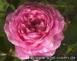 Vick's Caprice kaufen, click for more details Vick's Caprice