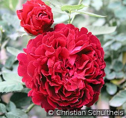 Alfred Colomb kaufen, clicken für mehr Details Alfred Colomb