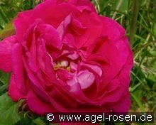 American Beauty kaufen, clicken für mehr Details American Beauty