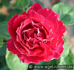 Baron Girod de l'Ain kaufen, clicken für mehr Details Baron Girod de l'Ain