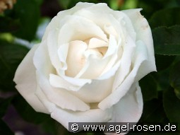 Frau Karl Druschki kaufen, clicken für mehr Details Frau Karl Druschki