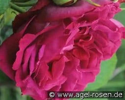 Gloire de Ducher kaufen, clicken für mehr Details Gloire de Ducher