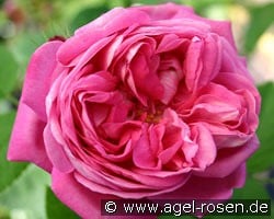 La Reine kaufen, clicken für mehr Details La Reine