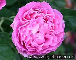 Mrs. John Laing kaufen, clicken für mehr Details Mrs. John Laing