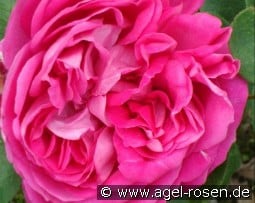 Paul Neyron kaufen, clicken für mehr Details Paul Neyron