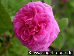 Reine des Violettes kaufen, clicken für mehr Details Reine des Violettes