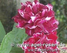 Rose ‘Roger Lambelin‘ (wurzelnackte Rose)