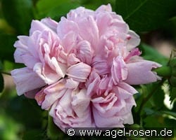 Sidonie kaufen, clicken für mehr Details Sidonie