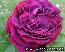 Souvenir d'Alphonse Lavallée kaufen, clicken für mehr Details Souvenir d'Alphonse Lavallée