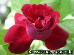 Souvenir du Dr. Jamain kaufen, clicken für mehr Details Souvenir du Dr. Jamain