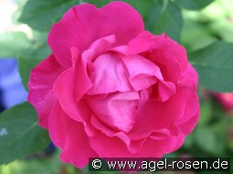 Ulrich Brunner Fils kaufen, clicken für mehr Details Ulrich Brunner Fils