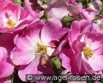 Amy Robsart kaufen, clicken für mehr Details Amy Robsart