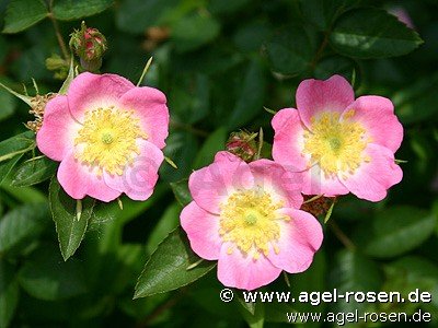 Rose ‘Rosa rubiginosa (Apfelrose)‘ (wurzelnackte Rose)