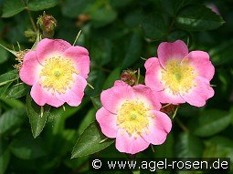 Rosa rubiginosa (Apfelrose) kaufen, clicken für mehr Details Rosa rubiginosa (Apfelrose)
