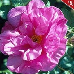 Belle Poitevine kaufen, click for more details Belle Poitevine