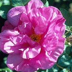 Belle Poitevine kaufen, click for more details Belle Poitevine