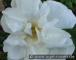 Blanc Double de Coubert  kaufen, click for more details Blanc Double de Coubert
