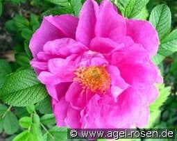 Charles Albanel kaufen, click for more details Charles Albanel