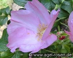 Dagmar Hastrup kaufen, click for more details Dagmar Hastrup