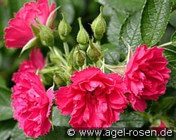 F. J. Grootendoorst kaufen, clicken für mehr Details F. J. Grootendoorst