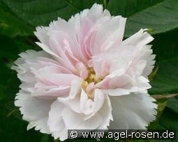 Fimbriata kaufen, click for more details Fimbriata