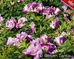 Foxi Pavement - Rosa rugosa Foxi kaufen, click for more details Foxi Pavement - Rosa rugosa Foxi