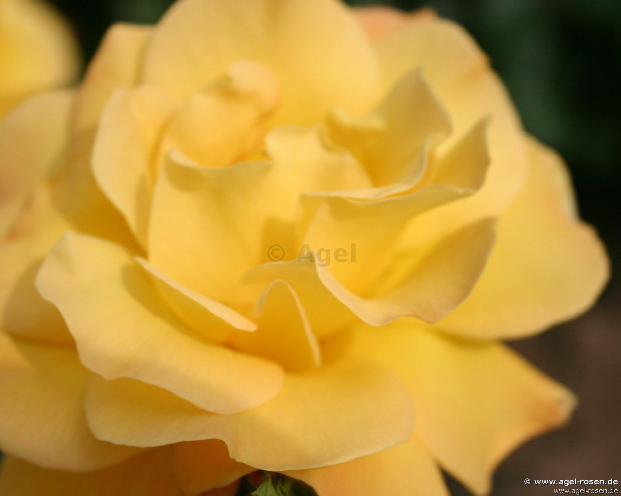 Rose ‘Gelbe Dagmar Hastrup‘ (2-Liter Topf)