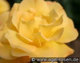 Gelbe Dagmar Hastrup kaufen, click for more details Gelbe Dagmar Hastrup