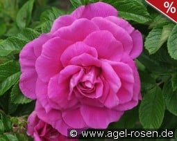 Hansa kaufen, click for more details Hansa