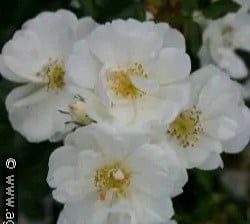 Lac Majeau kaufen, click for more details Lac Majeau