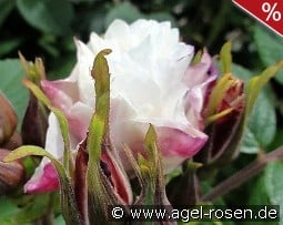 Louise Bugnet syn. Louis Bugnet kaufen, click for more details Louise Bugnet syn. Louis Bugnet