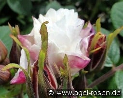 Louise Bugnet syn. Louis Bugnet kaufen, click for more details Louise Bugnet syn. Louis Bugnet