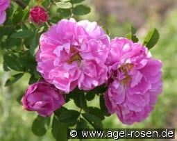 Mariage Parfait kaufen, click for more details Mariage Parfait