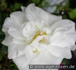 Marie Bugnet kaufen, click for more details Marie Bugnet