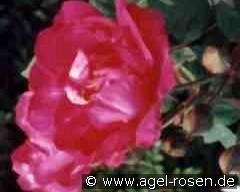 Parfum de l'Hay kaufen, clicken für mehr Details Parfum de l'Hay